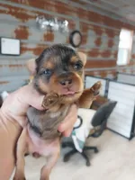 Bethany, a female Yorkshire Terrier for sale in Hattieville, AR – Photo 4 of 7