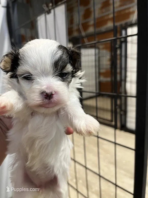 Baby – Yorkipoo, Maltese puppy for sale in Hattieville, AR