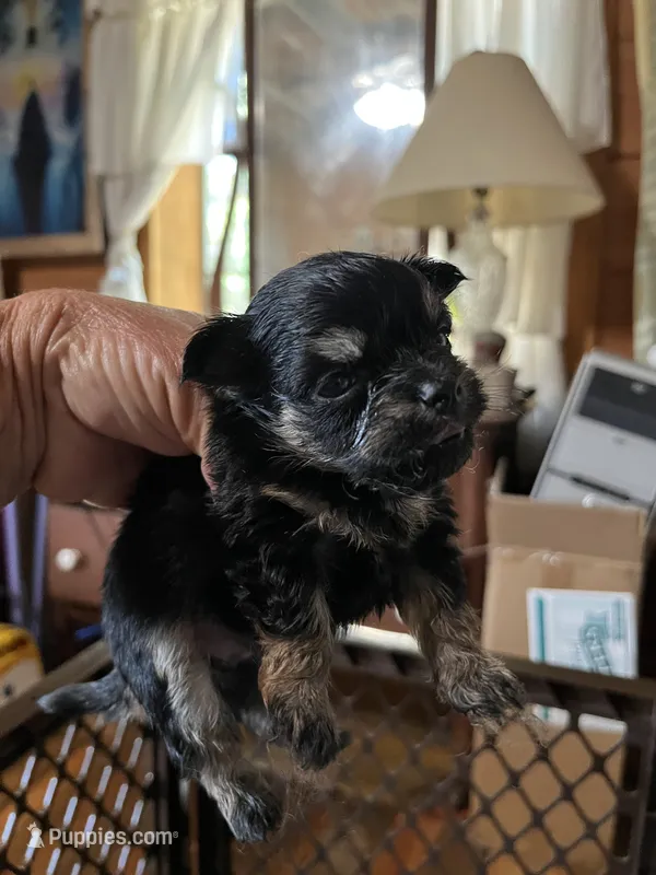 Bobby – Chorkie puppy for sale in Hattieville, AR