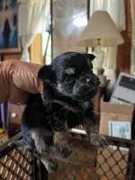 Bobby, a male Chorkie for sale in Hattieville, AR – 3 of 8