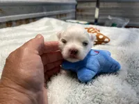 Josh, a male Maltese for sale in Hattieville, AR – 8 of 9
