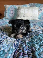 Bobby, a male Chorkie for sale in Hattieville, AR – 2 of 8