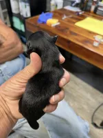 Todd, a male Pomeranian for sale in Hattieville, AR – 3 of 3
