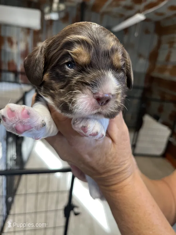 Benji – Cocker Spaniel puppy for sale in Hattieville, AR