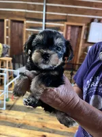 Barney, a male Yorkshire Terrier for sale in Hattieville, AR – 2 of 8