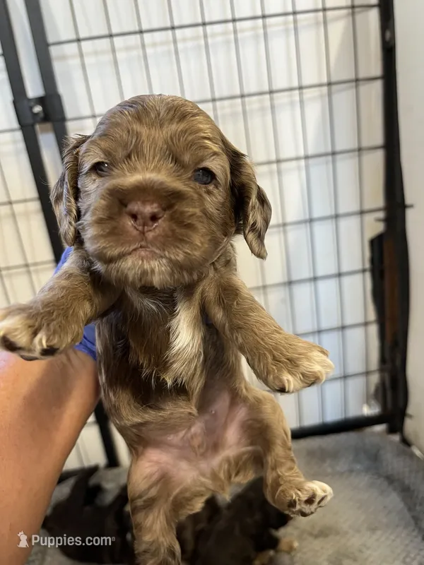 Randy – Cocker Spaniel puppy on hold in Hattieville, AR