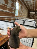 Jasmine, a female Pomeranian for sale in Hattieville, AR – 2 of 2