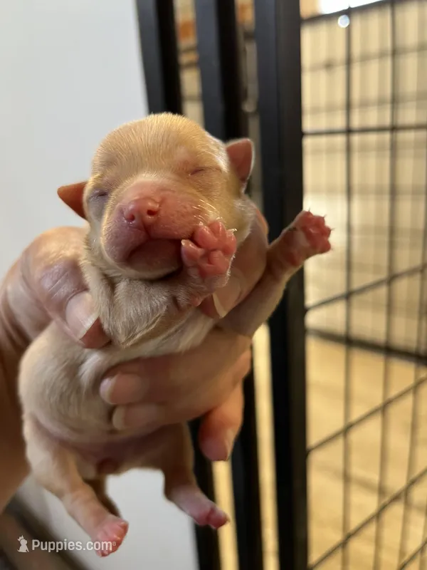 Gretchen – Chihuahua puppy for sale in Hattieville, AR