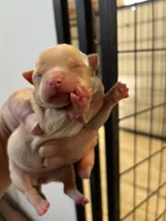 Gretchen, a female Chihuahua for sale in Hattieville, AR – Photo 1 of 3