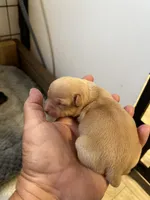 Gretchen, a female Chihuahua for sale in Hattieville, AR – Photo 3 of 3