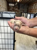 Pete, a male Chorkie for sale in Hattieville, AR – 2 of 3