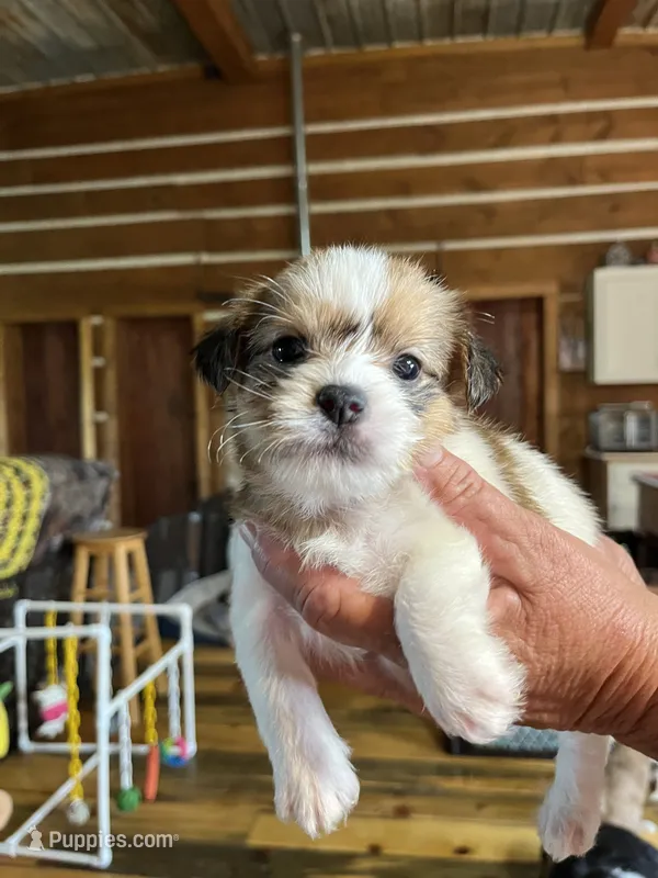Sally – Shorkie puppy for sale in Hattieville, AR