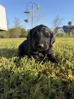 Daisy, a female Goldendoodle for sale in Hattieville, AR – Photo 5 of 8