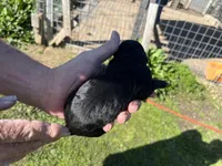 Daisy, a female Goldendoodle for sale in Hattieville, AR – Photo 2 of 2