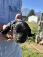 Daisy, a female Goldendoodle for sale in Hattieville, AR – Photo 1 of 2
