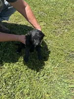 Daisy, a female Goldendoodle for sale in Hattieville, AR – Photo 2 of 8