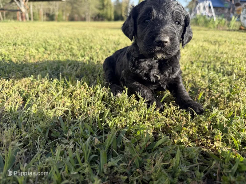 Daisy – Goldendoodle puppy for sale in Hattieville, AR