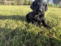Daisy, a female Goldendoodle for sale in Hattieville, AR – Photo 3 of 8