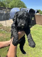 Daisy, a female Goldendoodle for sale in Hattieville, AR – Photo 1 of 8