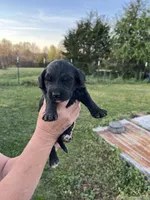Daisy, a female Goldendoodle for sale in Hattieville, AR – Photo 6 of 8