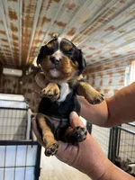 Vanna, a female Cavalier King Charles Spaniel for sale in Hattieville, AR – 4 of 10