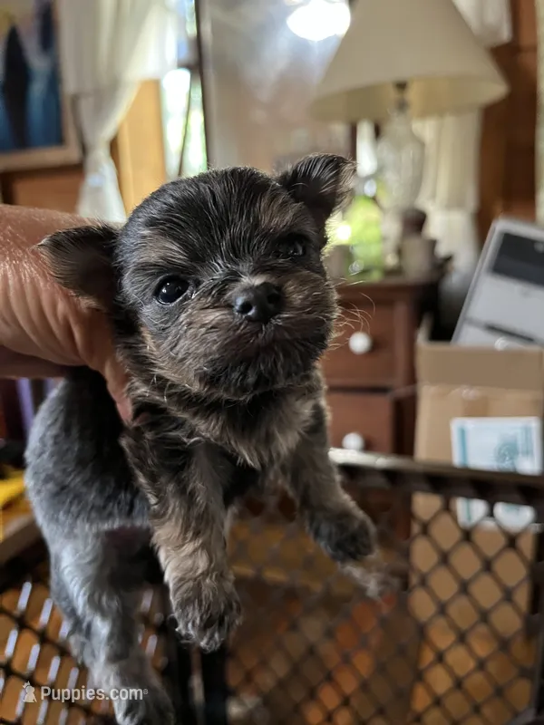 Romeo – Chorkie puppy for sale in Hattieville, AR