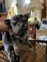 Romeo, a male Chorkie for sale in Hattieville, AR – 5 of 9