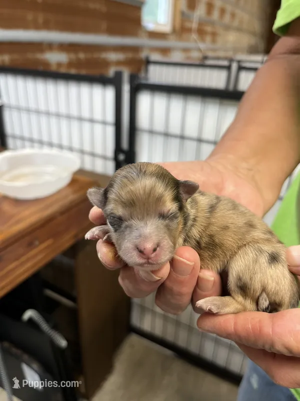 Tim – Pomeranian puppy for sale in Hattieville, AR