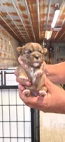 Betty, a female Yorkshire Terrier for sale in Hattieville, AR – 5 of 7
