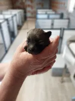 Trent, a male Pomeranian for sale in Hattieville, AR – Photo 3 of 5