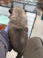 Trent, a male Pomeranian for sale in Hattieville, AR – Photo 2 of 5