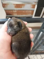 Trent, a male Pomeranian for sale in Hattieville, AR – Photo 5 of 5