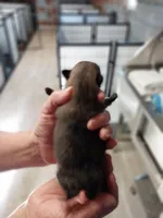 Trent, a male Pomeranian for sale in Hattieville, AR – Photo 4 of 5