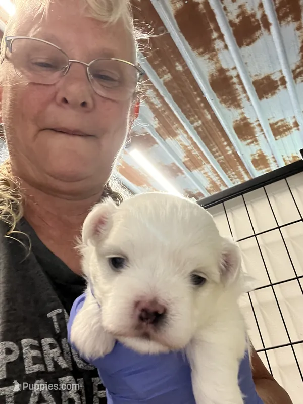 Josh – Maltese puppy for sale in Hattieville, AR