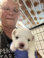 Josh, a male Maltese for sale in Hattieville, AR – 5 of 9