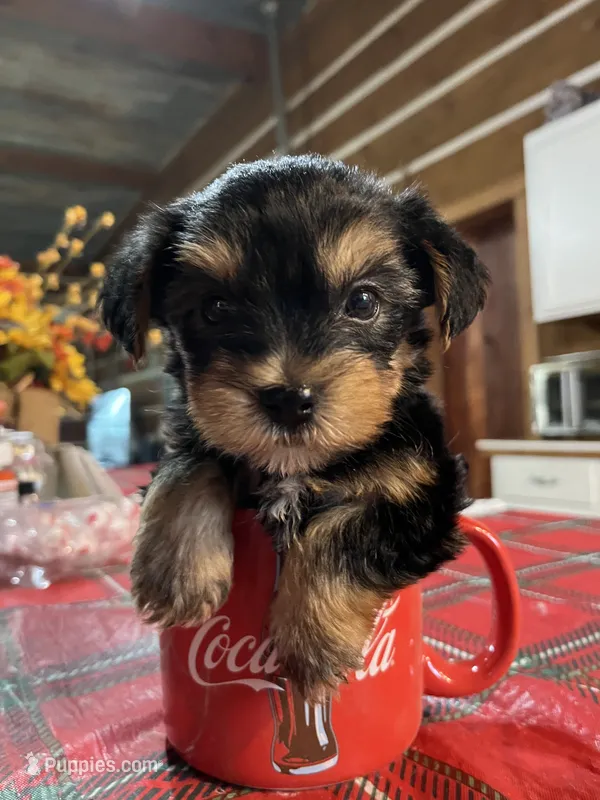Barney – Yorkshire Terrier puppy for sale in Hattieville, AR