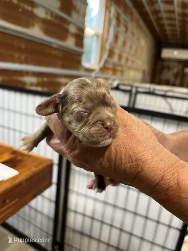 Randy – Cocker Spaniel puppy for sale in Hattieville, AR