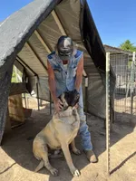 Jethro, a male English Mastiff for sale in Hattieville, AR – 1 of 5