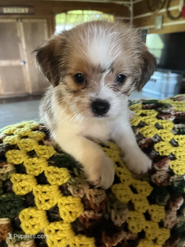 Sally – Shorkie puppy for sale in Hattieville, AR