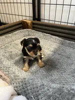 Gus, a male Yorkshire Terrier for sale in Hattieville, AR – 4 of 6