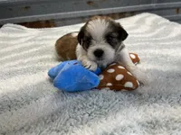 Larry, a male Shorkie for sale in Hattieville, AR – 6 of 8