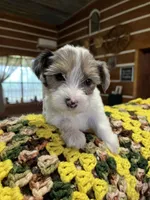 Archie, a male Yorkshire Terrier for sale in Hattieville, AR – 2 of 9