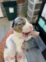 Archie, a male Yorkshire Terrier for sale in Hattieville, AR – 8 of 9