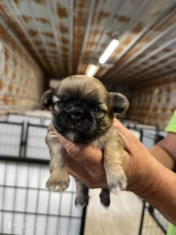 Wyatt – Shih Tzu puppy for sale in Hattieville, AR