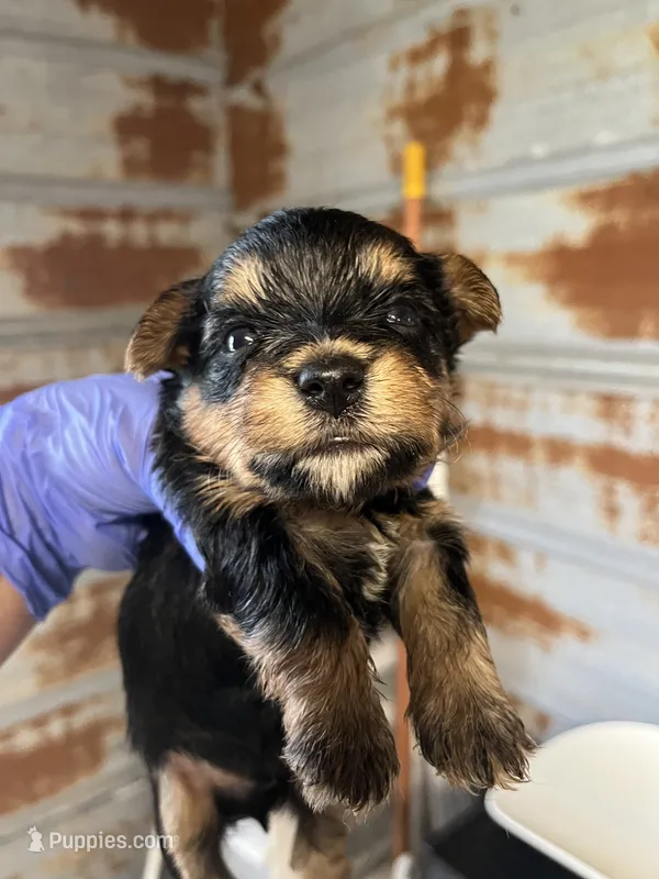 Barney – Yorkshire Terrier puppy for sale in Hattieville, AR