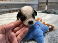 Mo, a male Shorkie for sale in Hattieville, AR – 4 of 5