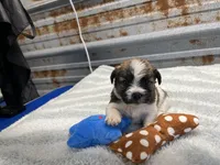 Curly, a male Shorkie for sale in Hattieville, AR – 7 of 10