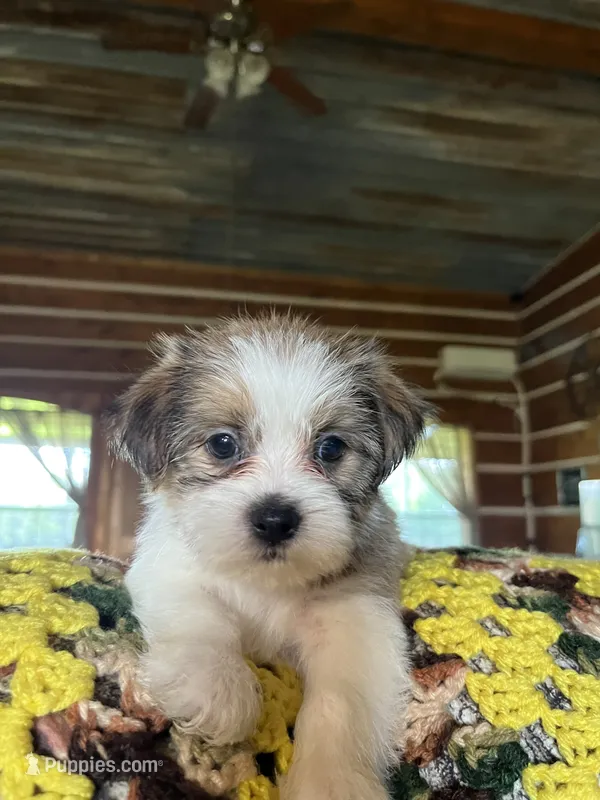 Larry – Shorkie puppy for sale in Hattieville, AR