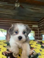 Larry, a male Shorkie for sale in Hattieville, AR – 1 of 8