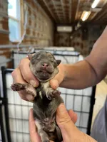 Romeo, a male Chorkie for sale in Hattieville, AR – 1 of 2